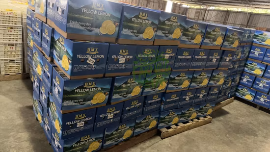 고품질 신선한 레몬 음료수 과일 농업을 위한 신선한 레몬 신선한 레몬